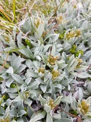Argyrotegium fordianum