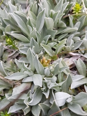 Argyrotegium fordianum