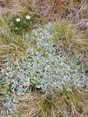 Argyrotegium fordianum