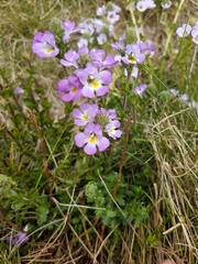 Euphrasia collina diversicolor