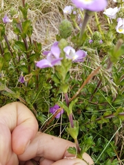 Euphrasia collina diversicolor