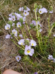 Euphrasia collina diversicolor