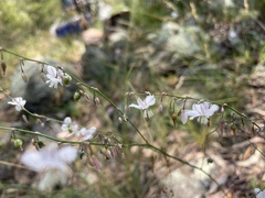Arthropodium milleflorum