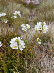 Euphrasia collina diversicolor