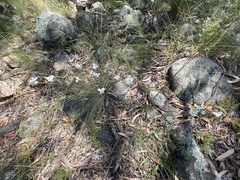 Arthropodium milleflorum