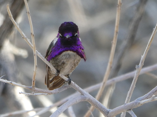 iNaturalist observation photo of Costa's Hummingbird