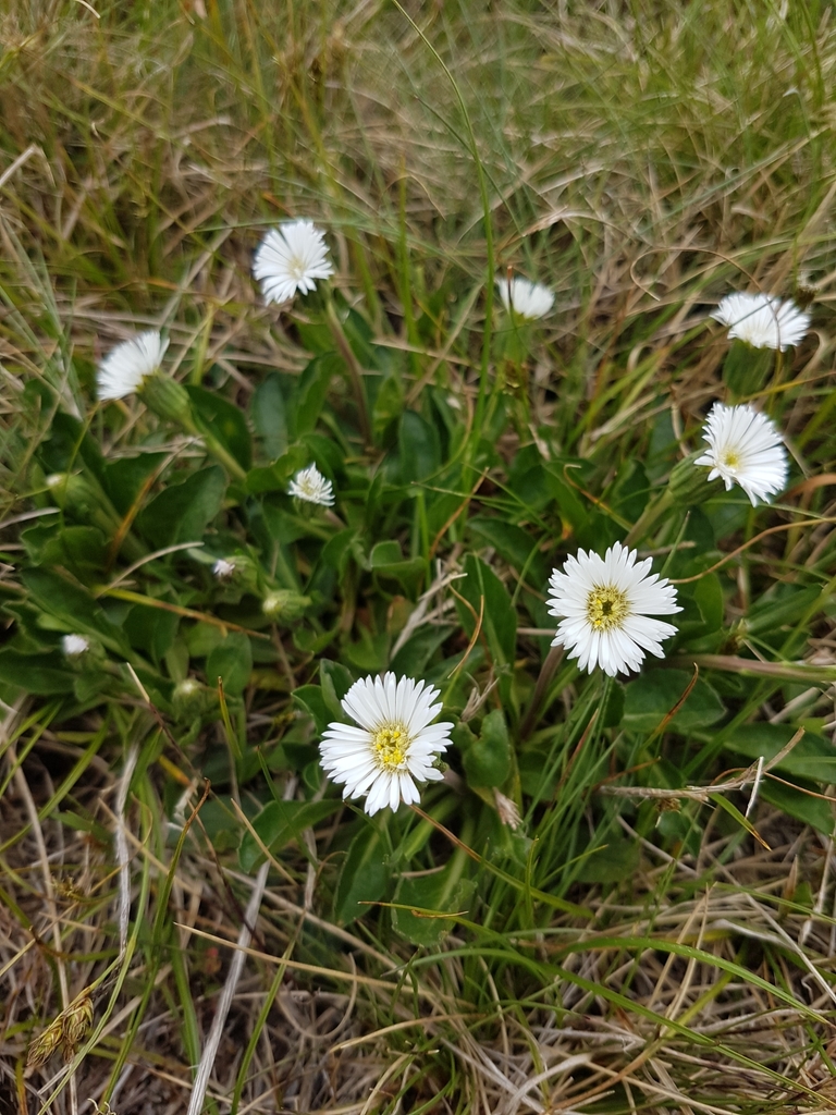 Pappochroma nitidum