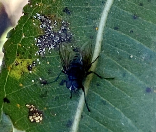 iNaturalist observation photo of Brachyceran Flies