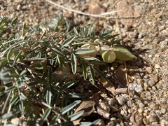 Astragalus nutans