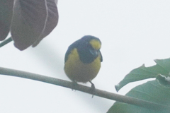 Euphonia fulvicrissa