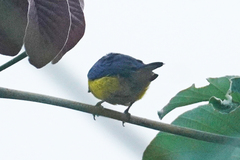 Euphonia fulvicrissa