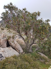 Eucalyptus pauciflora niphophila