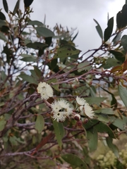 Eucalyptus pauciflora niphophila