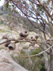Eucalyptus pauciflora niphophila