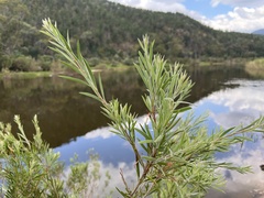 Callistemon