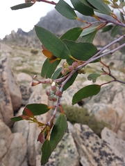 Eucalyptus pauciflora niphophila