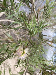 Callistemon