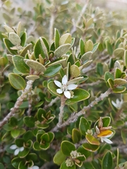 Nematolepis ovatifolia