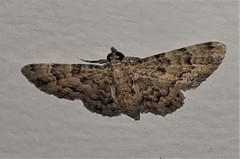 Gymnoscelis mesophoena