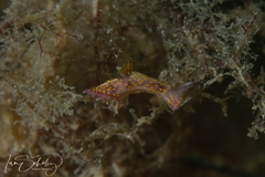 Polycera janjukia