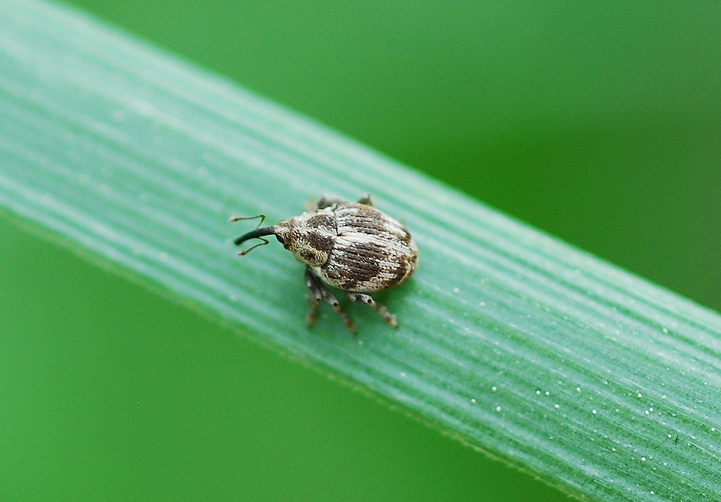 Cardipennis