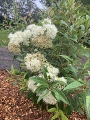 Backhousia citriodora