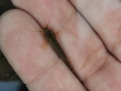 Trichomycterus areolatus