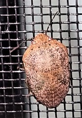 Coleotichus artensis