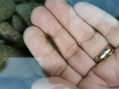 Trichomycterus areolatus