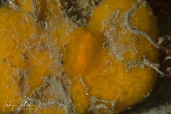 Doriopsilla carneola