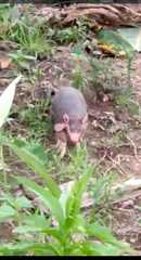 Cabassous unicinctus