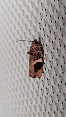 Ophiorrhabda phaeosigma