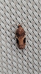 Ophiorrhabda phaeosigma