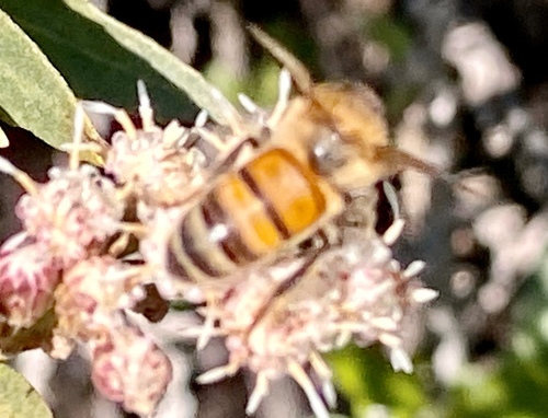 iNaturalist observation photo of Western Honey Bee