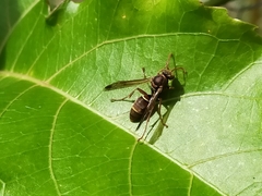 Polistes stigma townsvillensis
