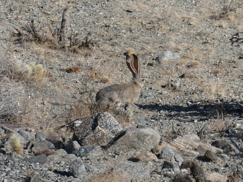 iNaturalist observation photo of Black-tailed Jackrabbit