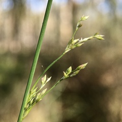 Juncus aridicola