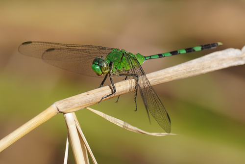 Great Pondhawk