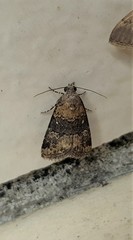 Paromphale caeca
