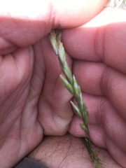 Melica imperfecta