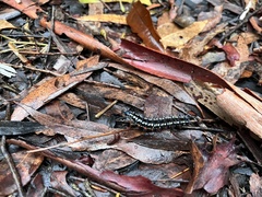 Doleschallia bisaltide australis