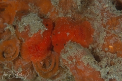 Discodoris paroa