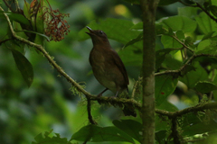 Turdus obsoletus