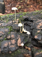 Paragymnopus sequoiae