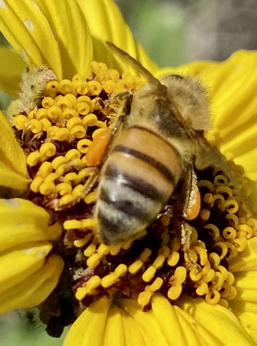 iNaturalist observation photo of Western Honey Bee