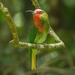 Red-bearded Bee-Eater - Photo (c) David Tan, some rights reserved (CC BY-NC), uploaded by David Tan