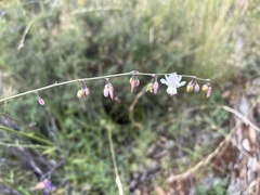 Arthropodium milleflorum