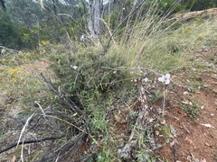 Arthropodium milleflorum