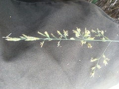 Poa secunda
