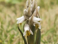 Zeuxine strateumatica